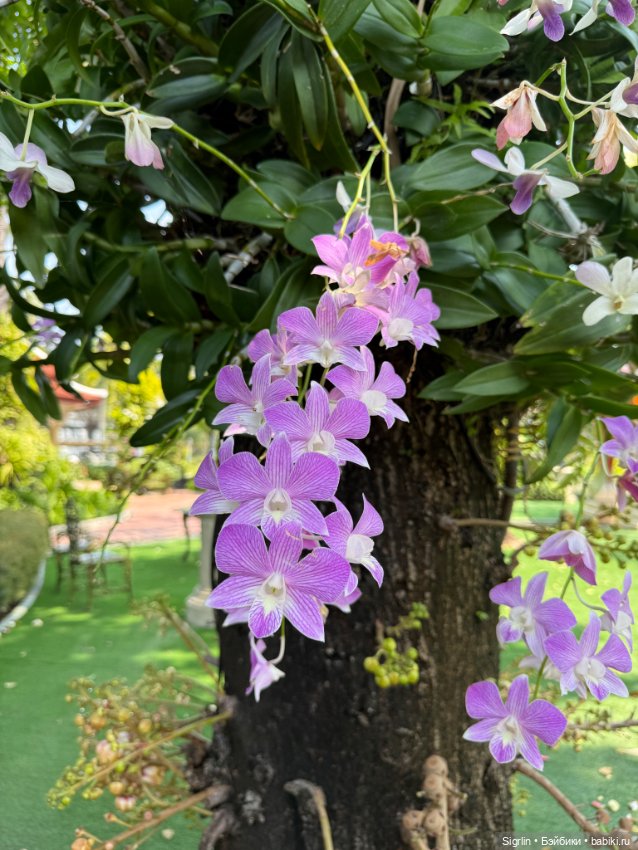 Внезапный новый друг — Фотоистории с куклами BJD (БЖД): сериалы (фото 3)