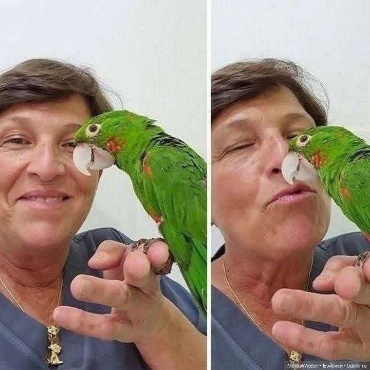 Новый клюв за пару часов: технологии на службе природы (фото 4)