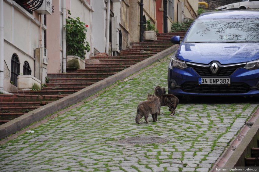 Цветные домики Балата — Куклы и тела Obitsu 11 (Ob11): гибриды