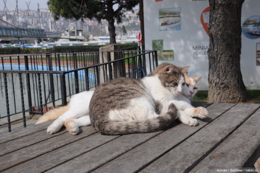 Миниатюрк — Куклы и тела Obitsu 11 (Ob11): гибриды