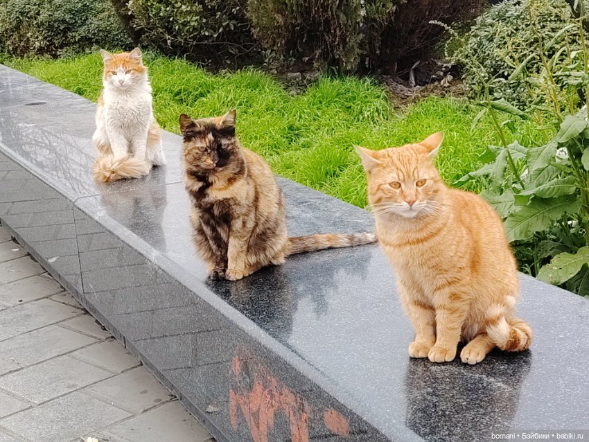 Увидеть Стамбул... и захотеть вернуться