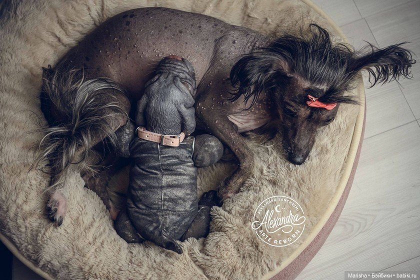 Сердце не видит отличий: трогательная история трех щенков-реборнов от Alexia Sanchez