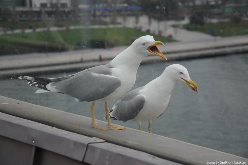 Увидеть Стамбул... и захотеть вернуться