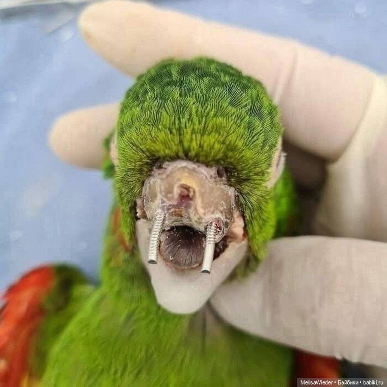 Новый клюв за пару часов: технологии на службе природы (фото 3)