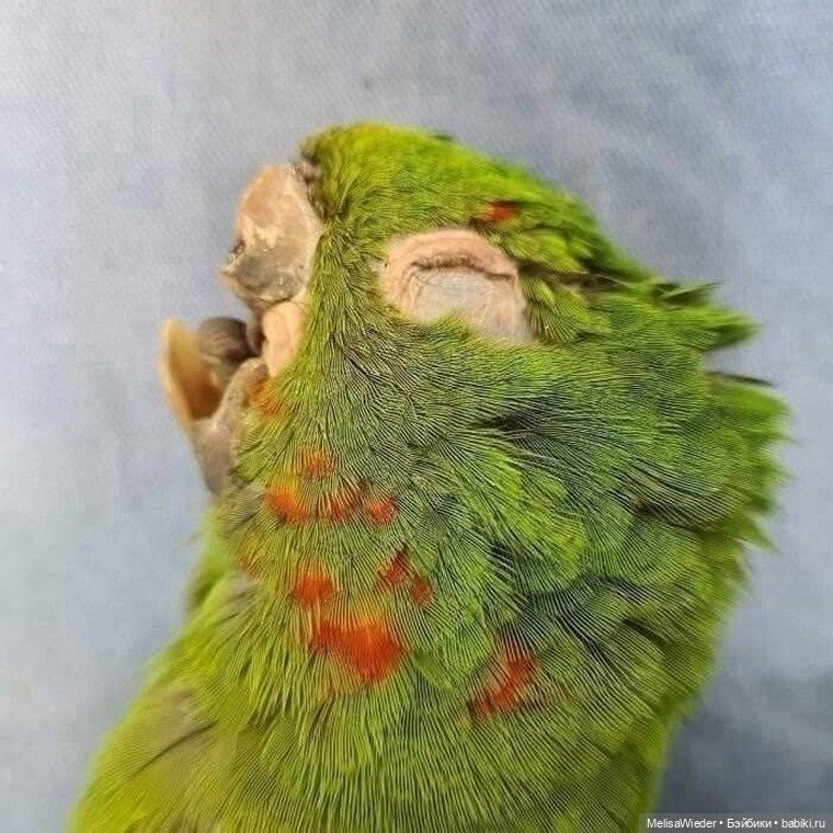 Новый клюв за пару часов: технологии на службе природы (фото 2)