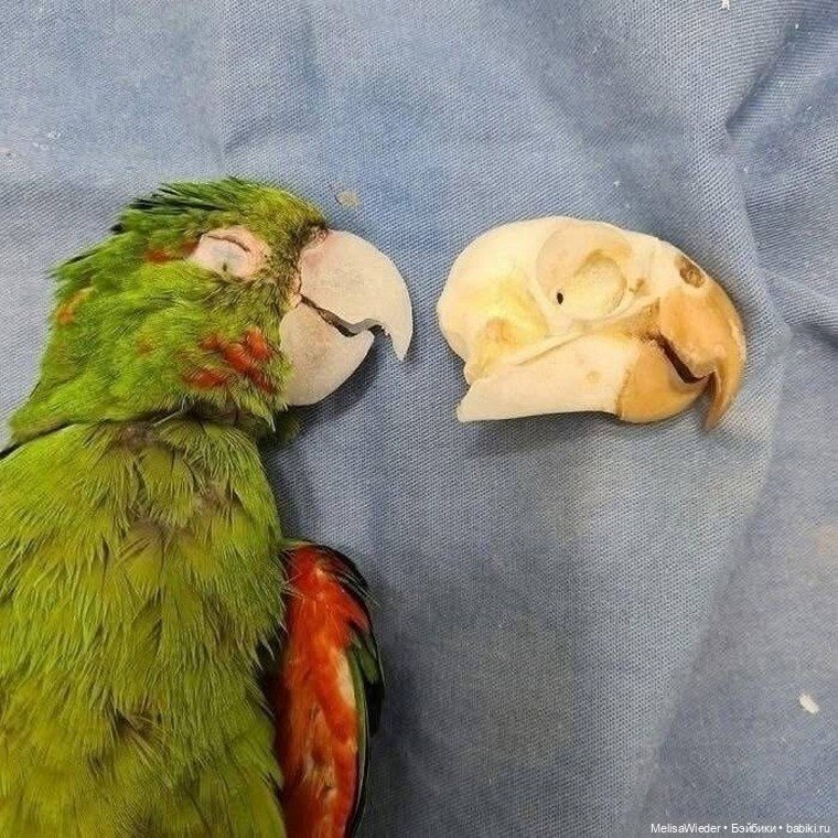 Новый клюв за пару часов: технологии на службе природы