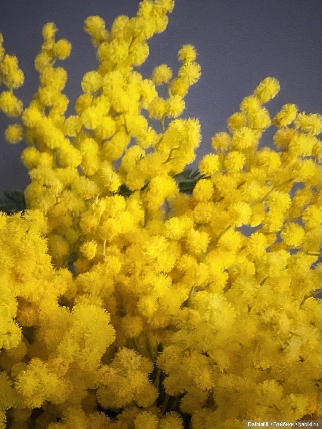 Мимозное — Куклы Dollzone (Доллзон): BJD (БЖД) (фото 8)