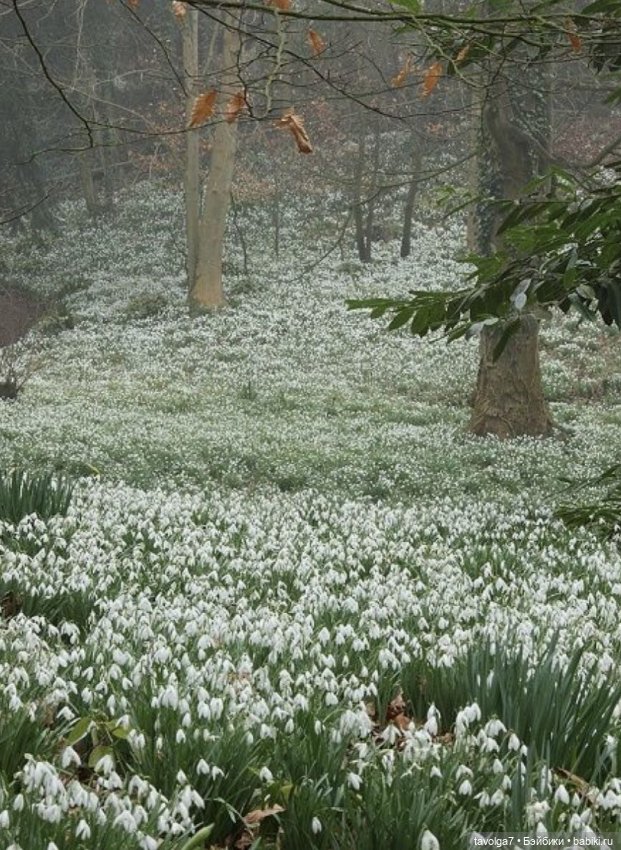 Подснежники - винтажное настроение (фото 2)
