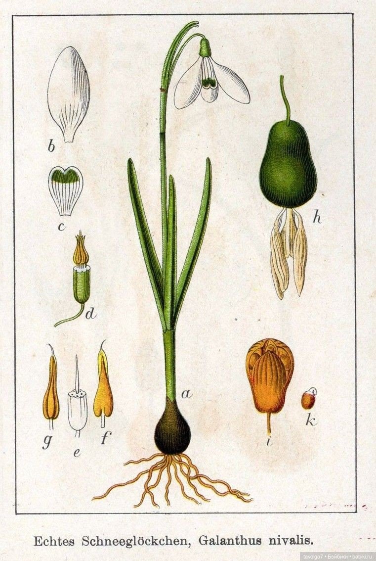 Подснежники - винтажное настроение (фото 9)