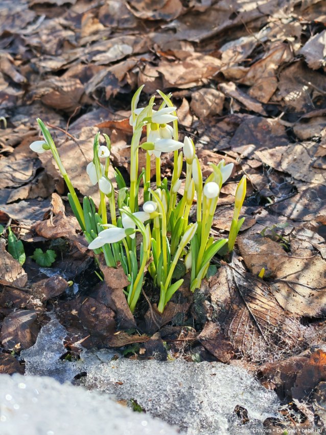 Дороти — Куклы Tafidolls (Татьяна Филенко): российские BJD (БЖД) (фото 6)