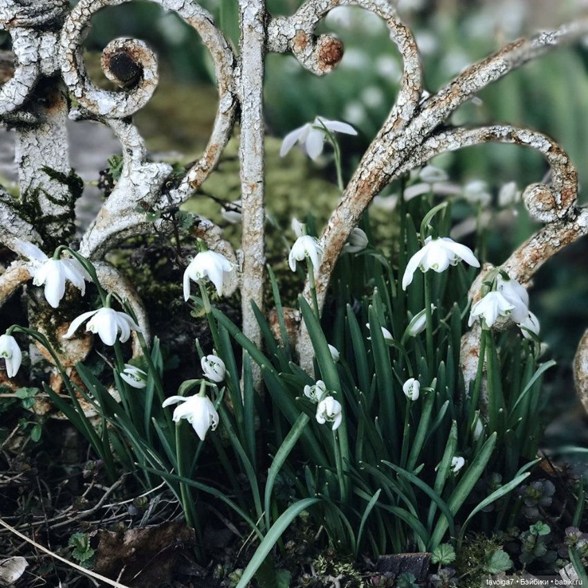 Подснежники - винтажное настроение (фото 4)