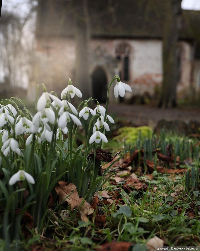 Подснежники - винтажное настроение (фото 3)