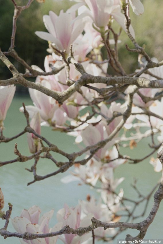 Миниатюрная копия 'Магнолии' Tiffany Studios (фото 10)