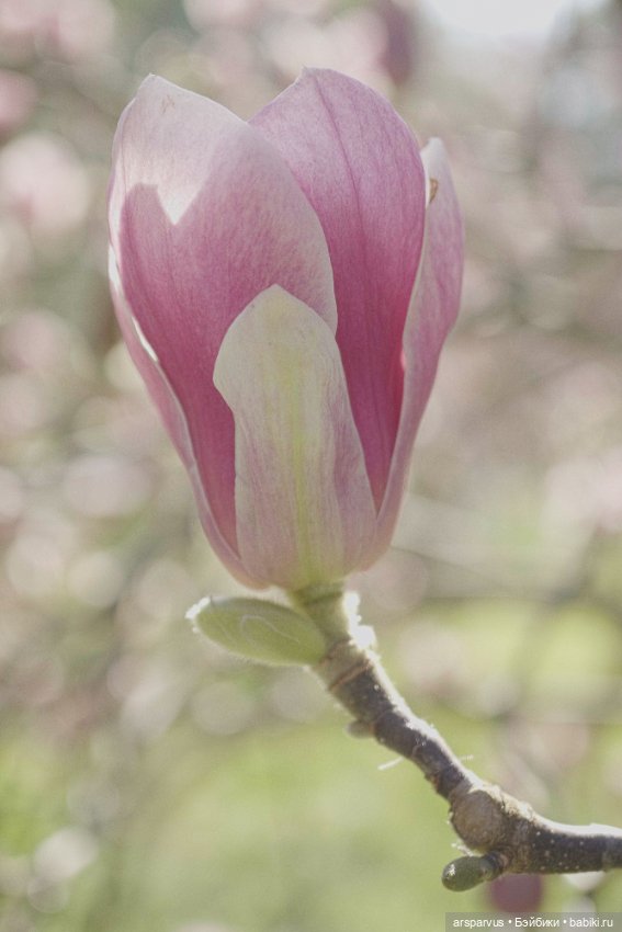 Миниатюрная копия 'Магнолии' Tiffany Studios (фото 4)