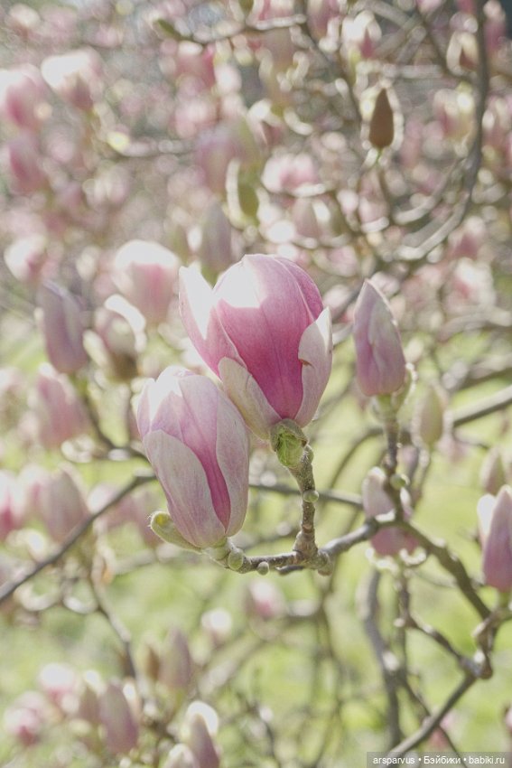 Миниатюрная копия 'Магнолии' Tiffany Studios (фото 5)