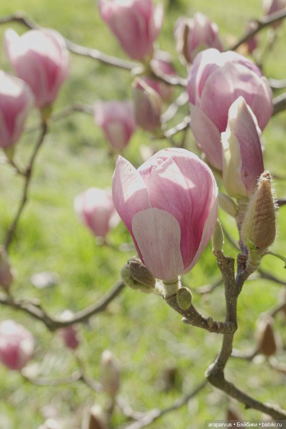 Миниатюрная копия 'Магнолии' Tiffany Studios