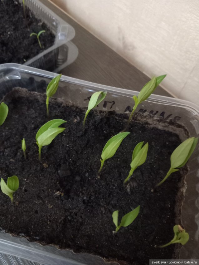 Сказка про Бабушку Агату. Глава 6. Сцилла