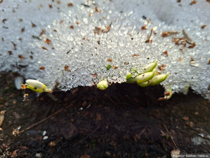 Первые подснежники — Коллекционные фигурки (разное): животные (фото 3)