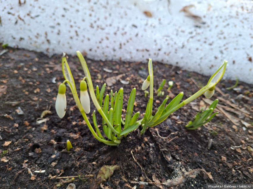 Первые подснежники — Коллекционные фигурки (разное): животные (фото 8)