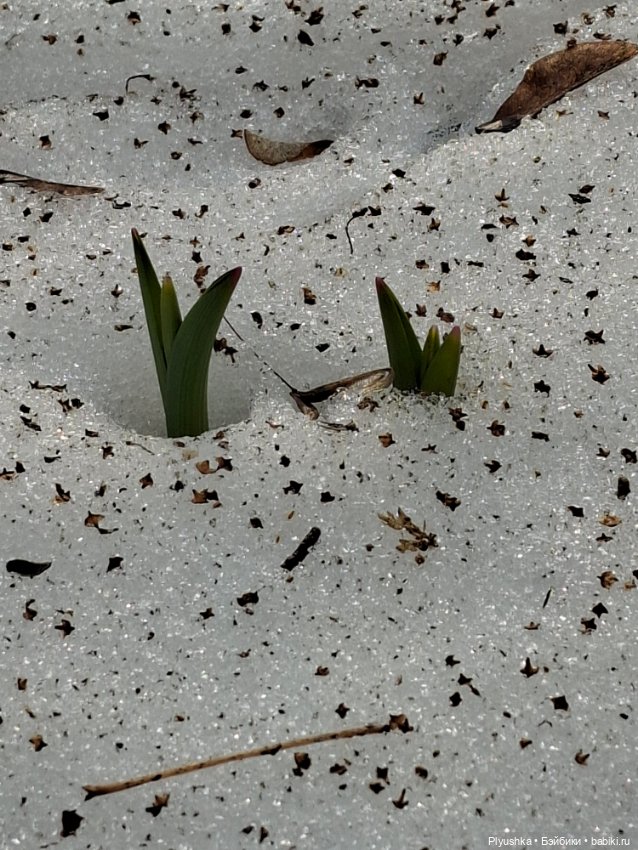 Первые подснежники — Коллекционные фигурки (разное): животные