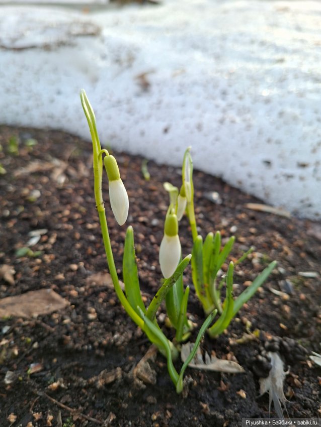 Первые подснежники — Коллекционные фигурки (разное): животные (фото 10)