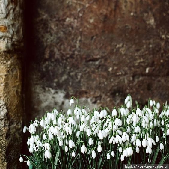 Подснежники - современные графика, линогравюры