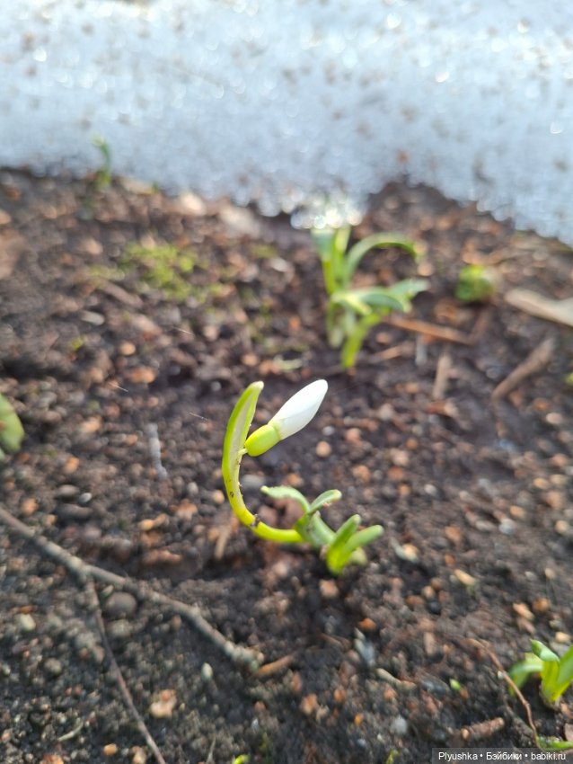 Первые подснежники — Коллекционные фигурки (разное): животные (фото 4)