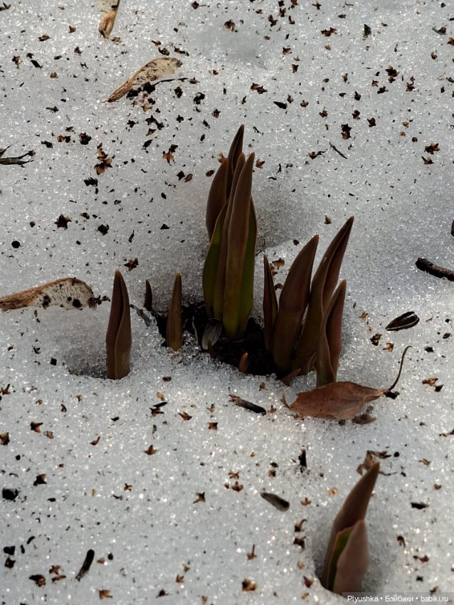 Первые подснежники — Коллекционные фигурки (разное): животные (фото 2)