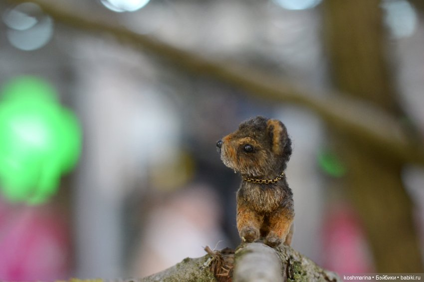 Йорк, характер нордический (фото 4)