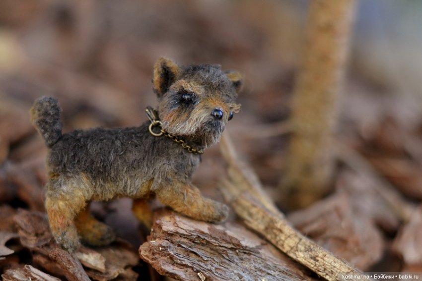 Йорк, характер нордический (фото 5)