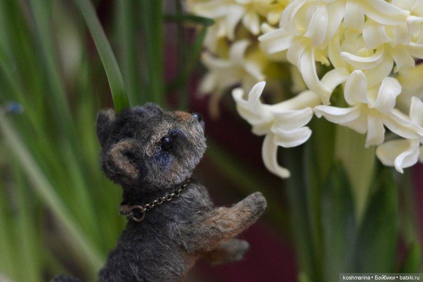 Йорк, характер нордический (фото 10)