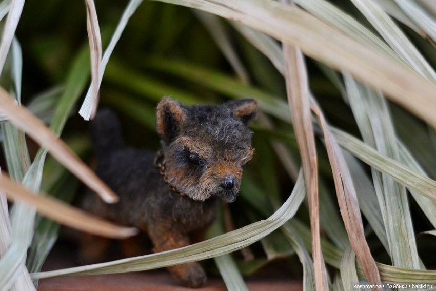 Йорк, характер нордический (фото 3)