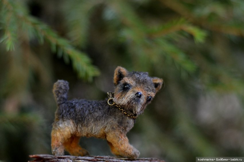 Йорк, характер нордический (фото 6)