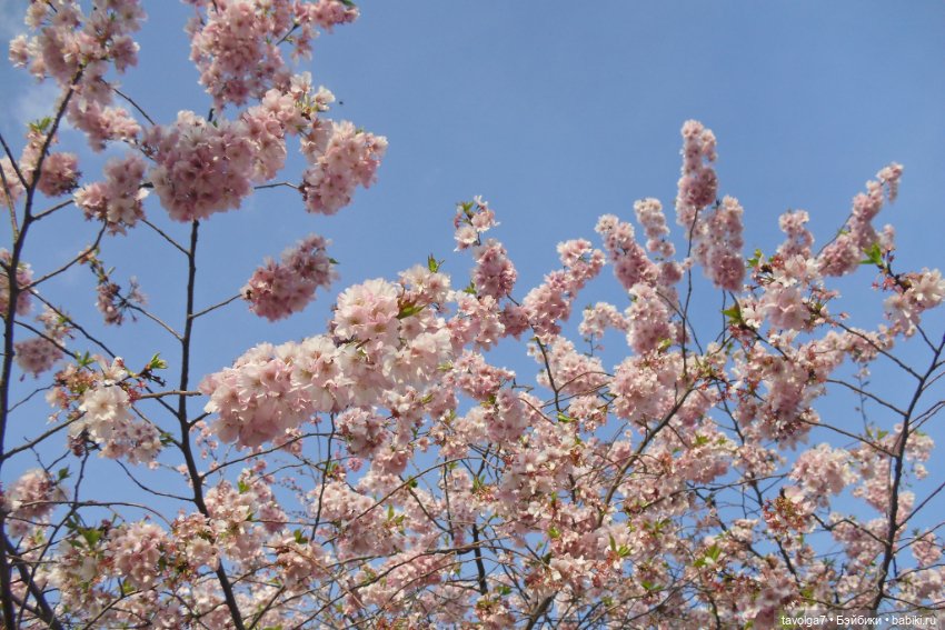 Остара — Туризм и путешествия: фотоотчеты из поездок