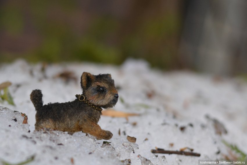 Йорк, характер нордический (фото 7)