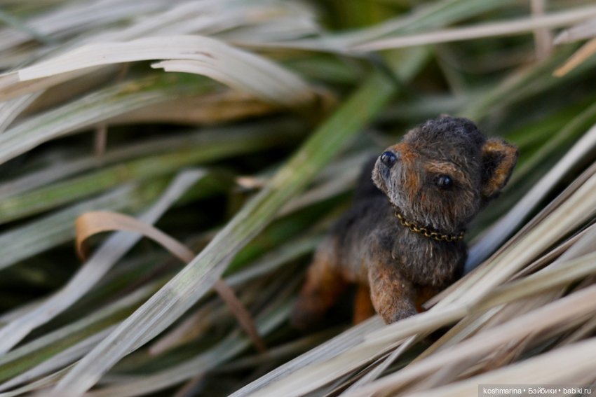 Йорк, характер нордический (фото 9)