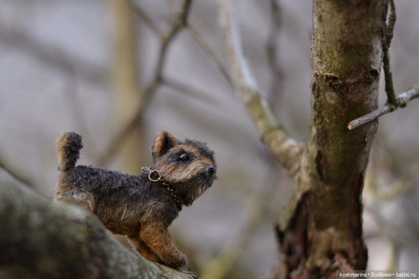 Йорк, характер нордический (фото 8)
