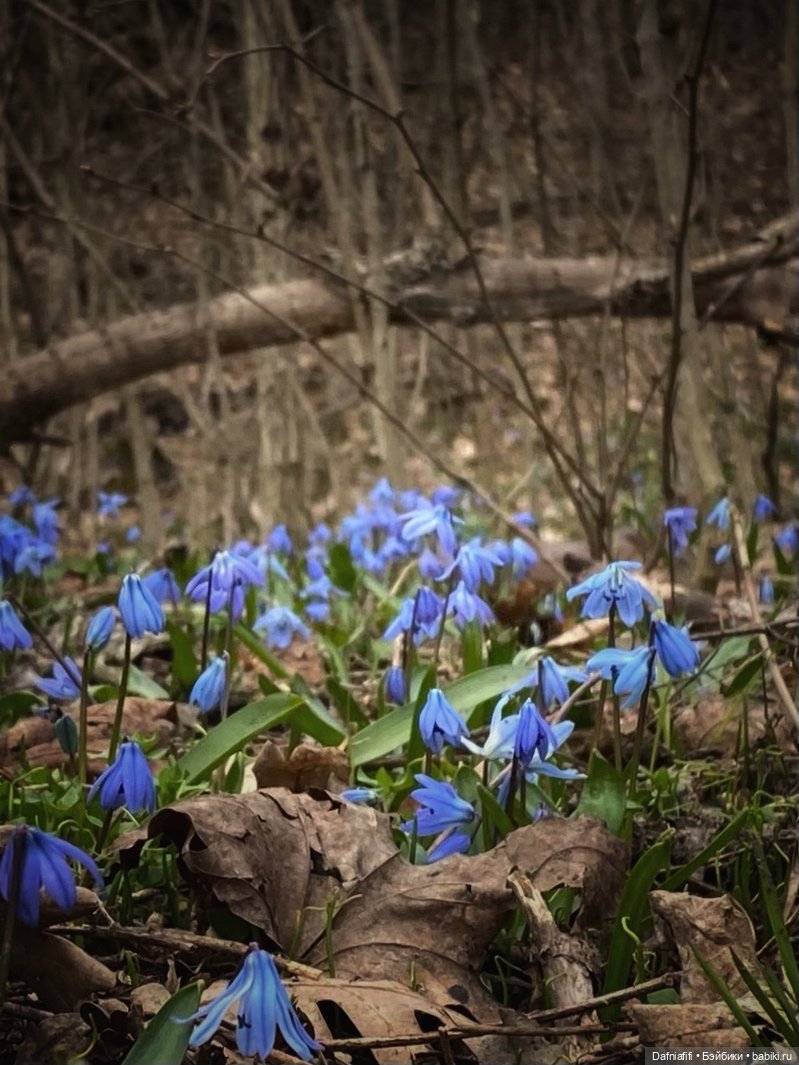 Весеннее настроение с Ликой
