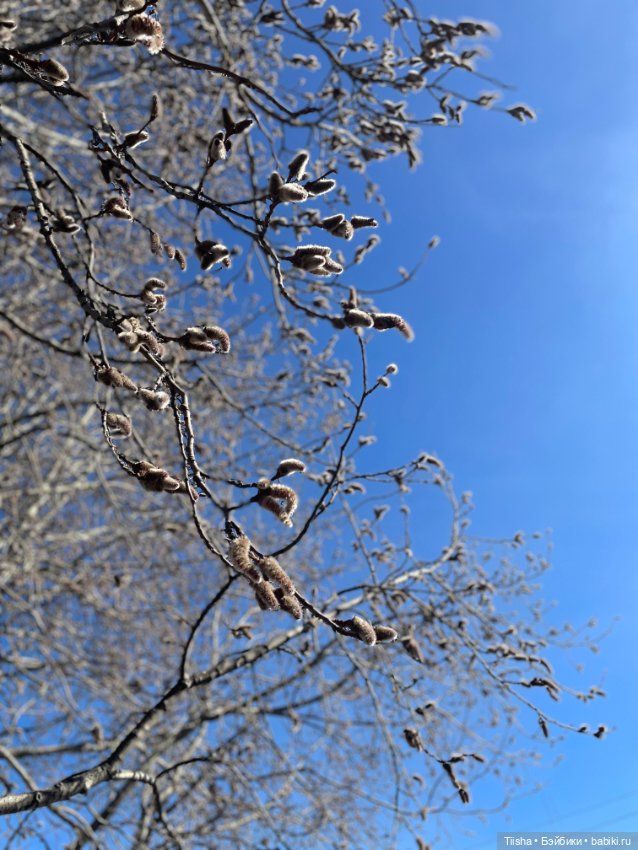 В лучах солнышка ( Birdy от itswafflecon ) (фото 10)