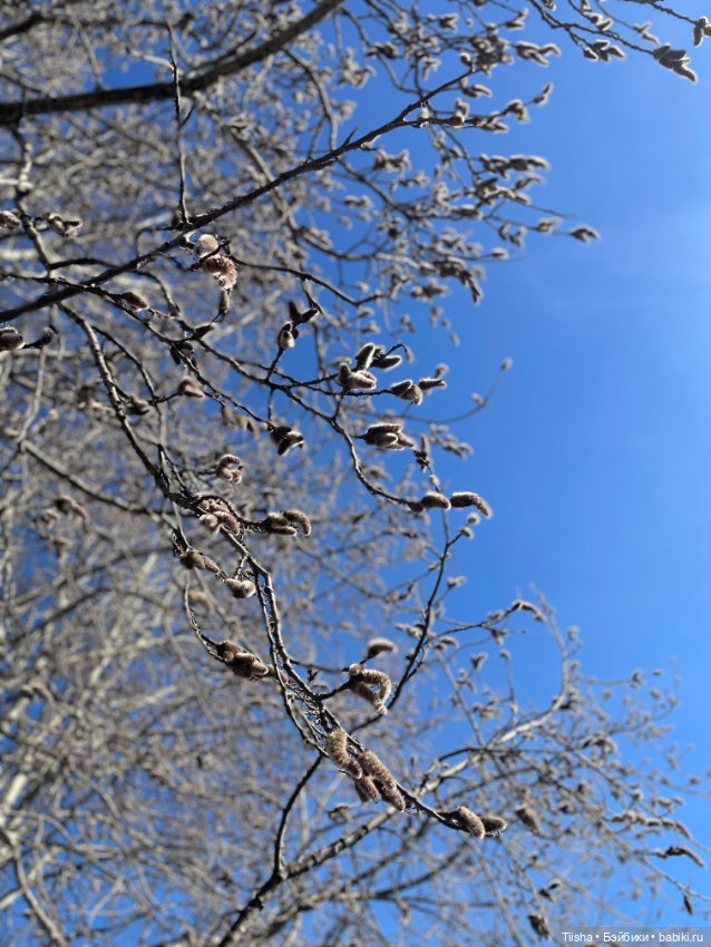 В лучах солнышка ( Birdy от itswafflecon )