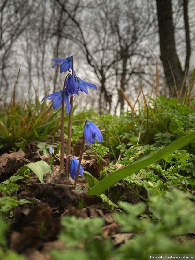 Весеннее настроение с Ликой