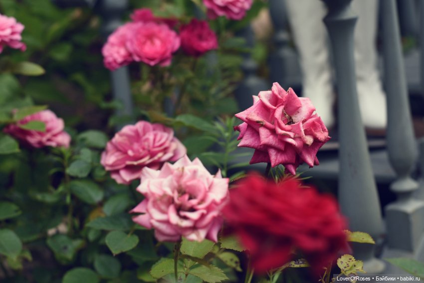 Принц-лягушка — Фотоистории с куклами BJD (БЖД): сериалы