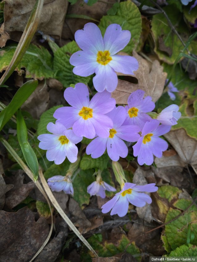 Весеннее настроение с Ликой