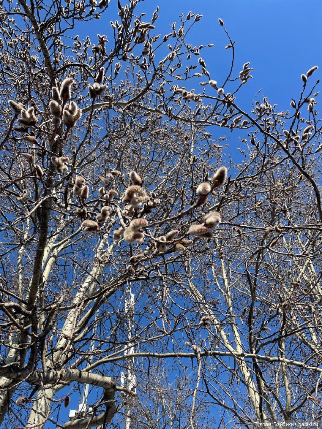 В лучах солнышка ( Birdy от itswafflecon ) (фото 9)