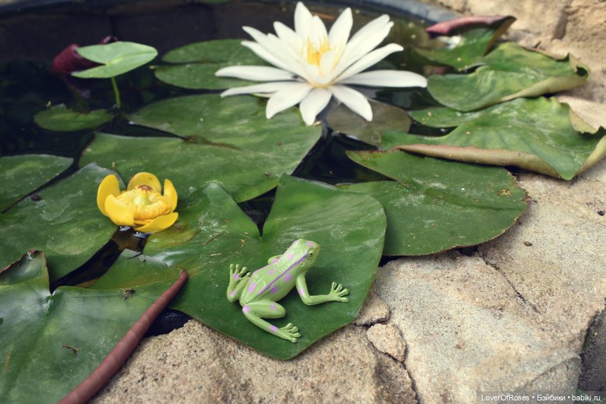 Принц-лягушка — Фотоистории с куклами BJD (БЖД): сериалы (фото 2)