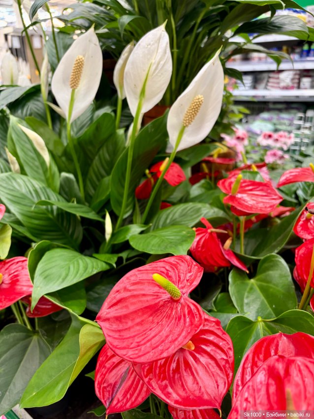 Нам куклы строить и жить помогают 💚