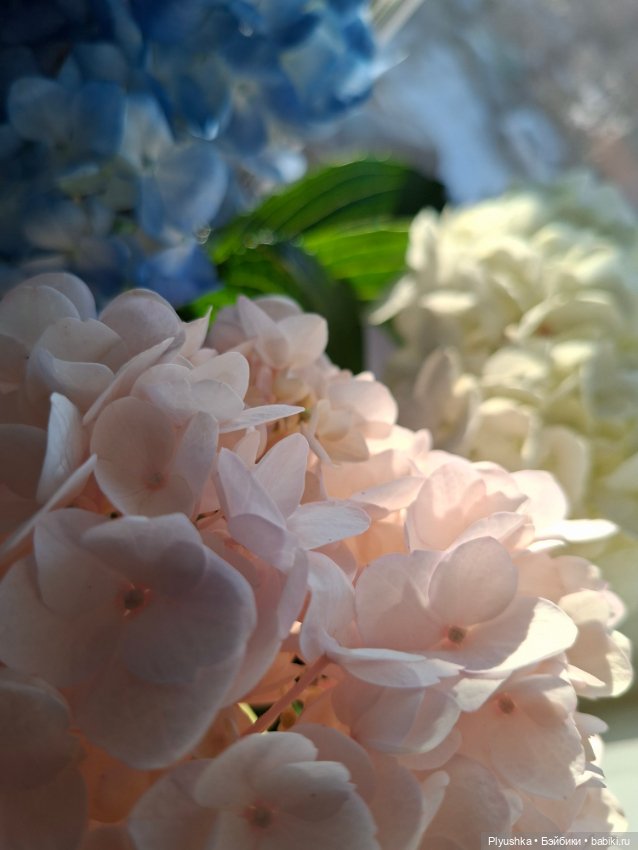 Саша, просто Саша — Куклы Sasha Morgenthaler (Саша Моргенталер): Trendon