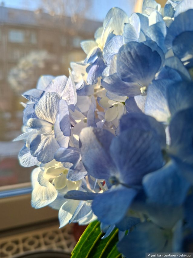 Саша, просто Саша — Куклы Sasha Morgenthaler (Саша Моргенталер): Trendon