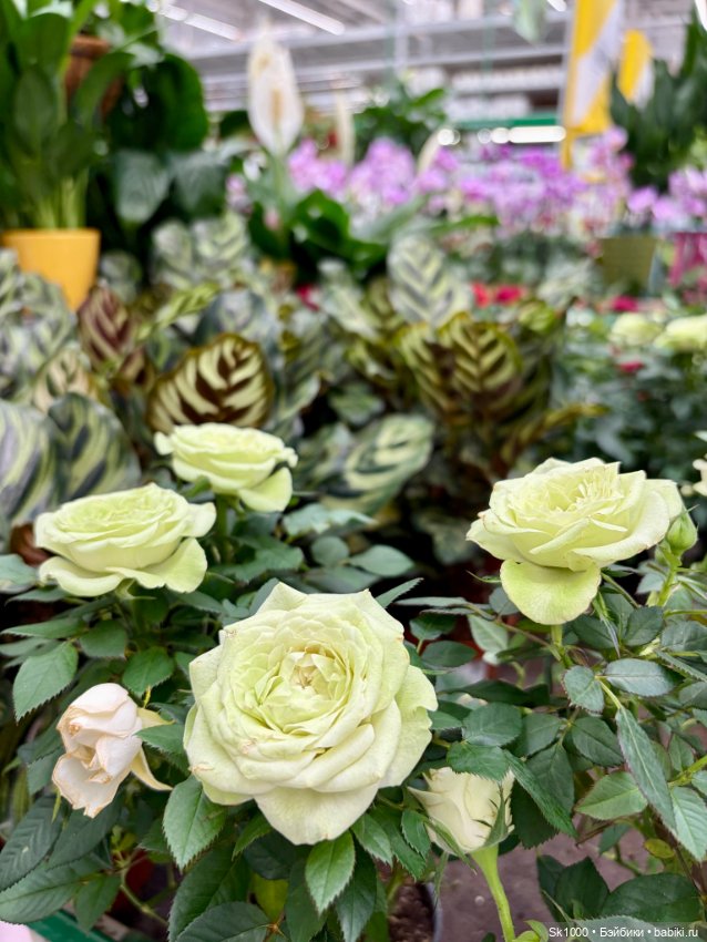 Нам куклы строить и жить помогают 💚