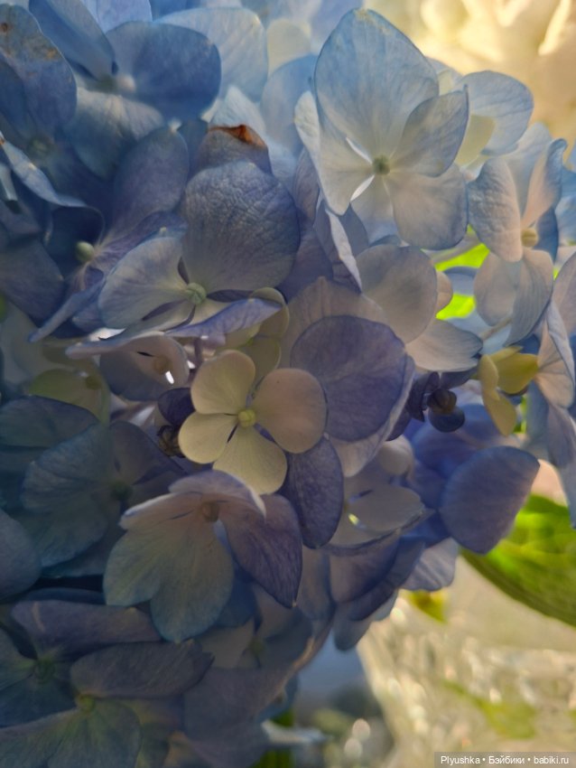 Саша, просто Саша — Куклы Sasha Morgenthaler (Саша Моргенталер): Trendon